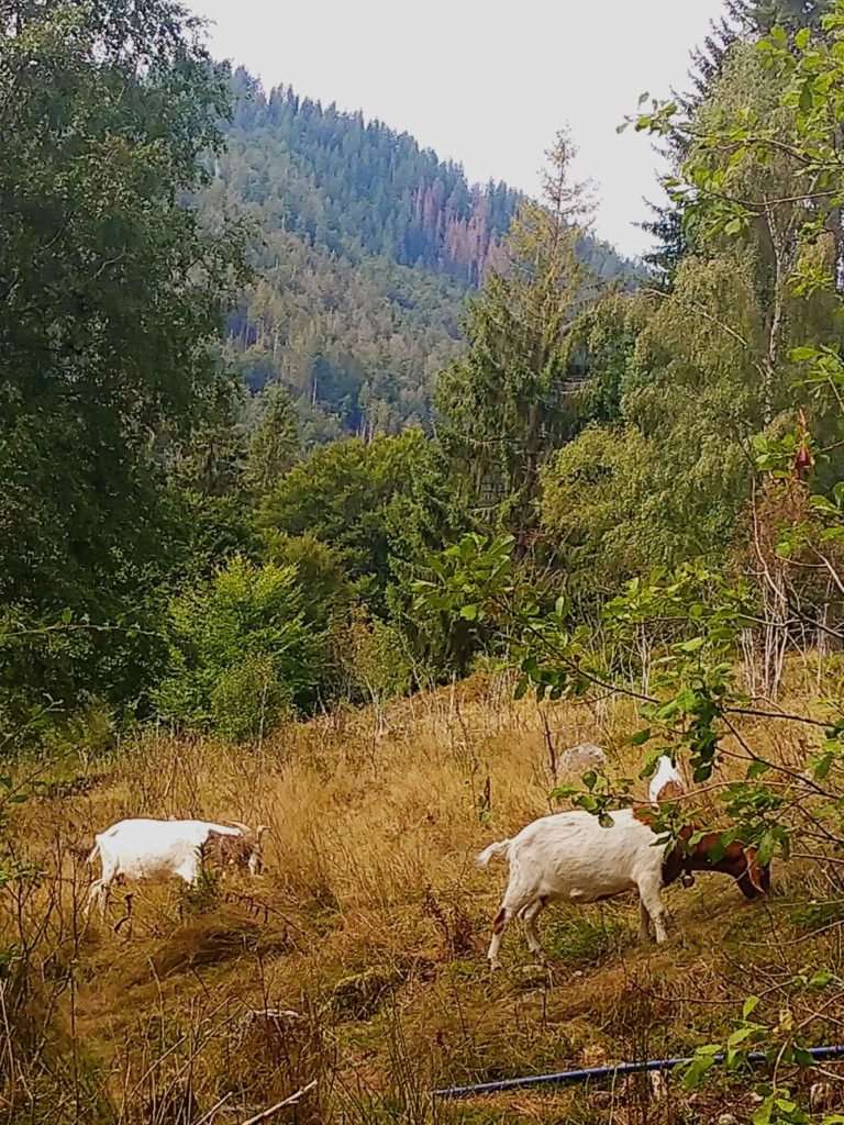 ziegen auf dem geissenpfad in menzenschwand
