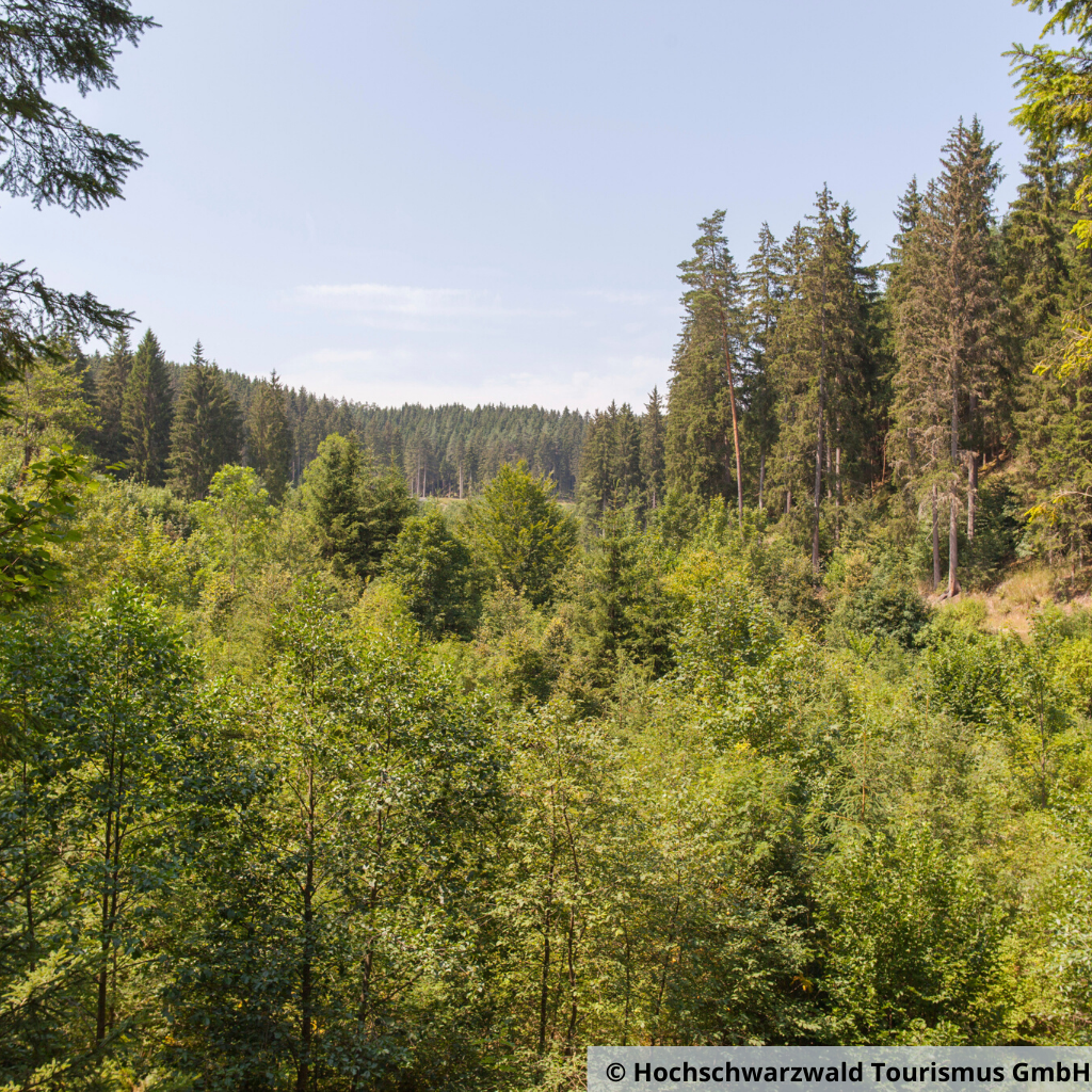 waldlichtung im hochschwarzwald mit tannen und fichten